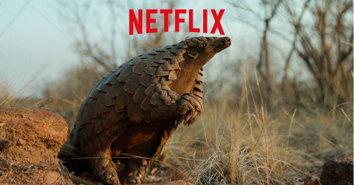 luskowiec netflix
