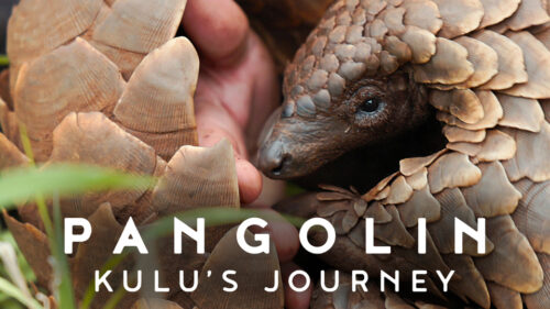 pangolin-luskowiec