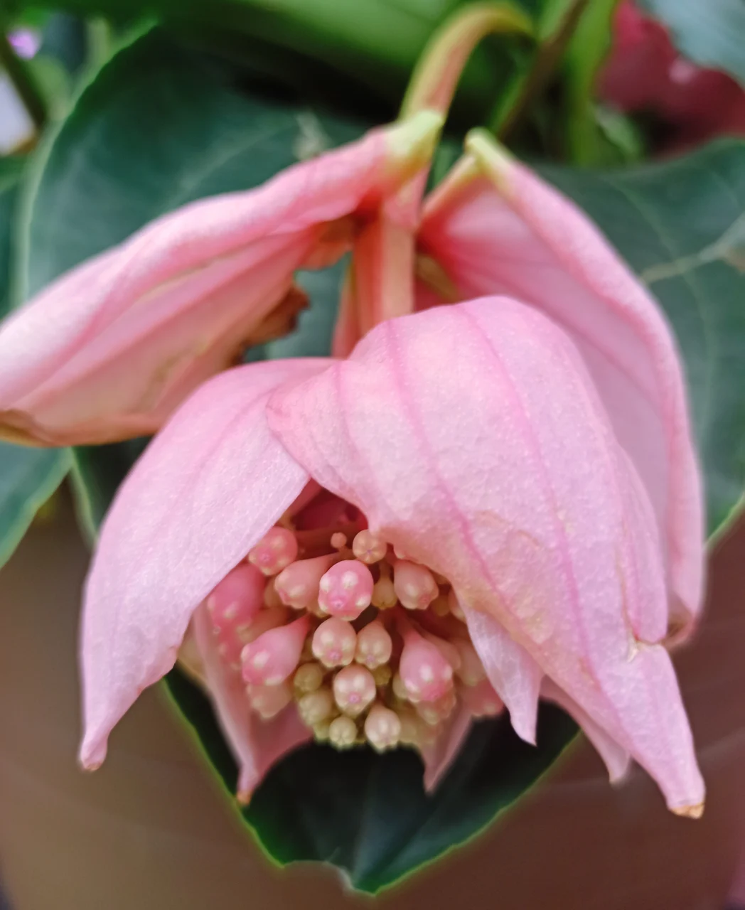 Siddharth Kara, Krwawy kobalt