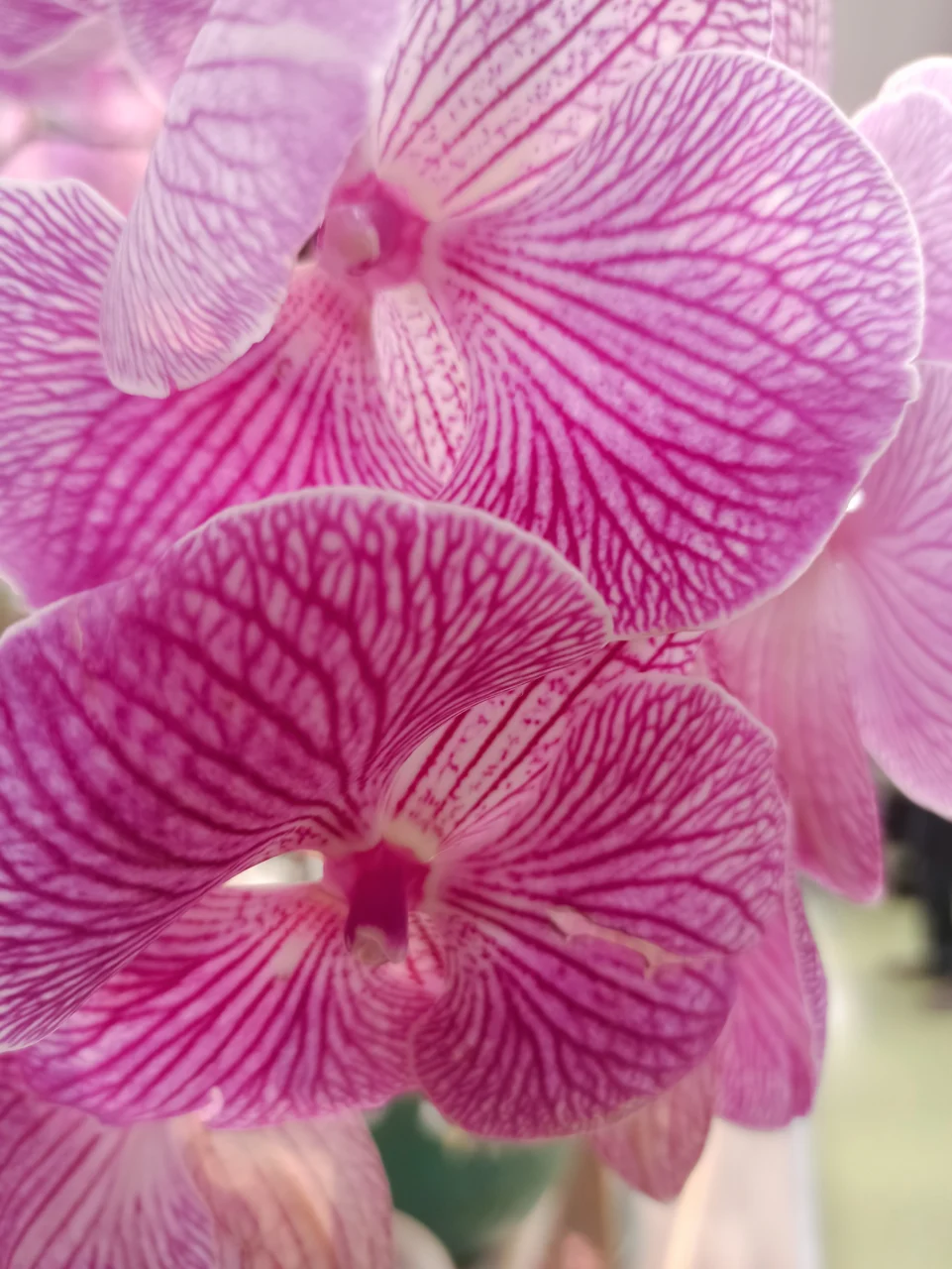 krwawy_kobalt-siddharth kara