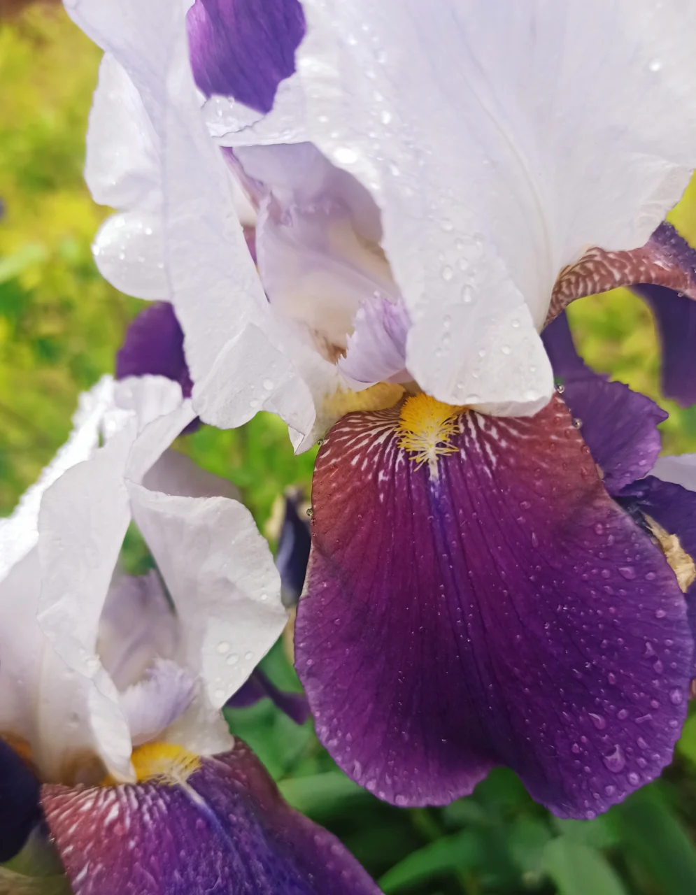 Abdulrazak Gurnah, Nad morzem kaja gucio